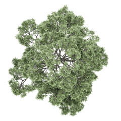 Collection of Oak tree isolated on transparent Canvas from the top view
