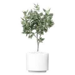 Green beautiful Rubber fig plant isolated on Canvas