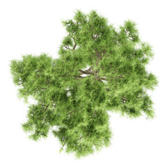Green Willow isolated on transparent Canvas from top view