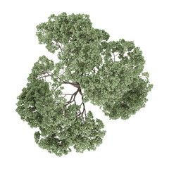 Top view of Oak tree isolated on transparent Canvas