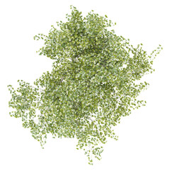 Obraz premium Top view of Young's weeping tree isolated on transparent Canvas
