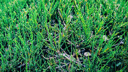 A Close-Up View of Vibrant Green Spruce and Foliage Creates a Rich Texture
