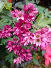 Beautiful flower in the green garden