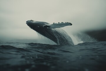 Fototapeta premium Rare full breach of a humpback whale captured in the ocean during early morning hours, Extremely rare shot of a full Humpback Whale breach Super slow motion