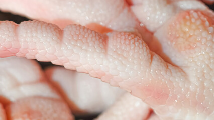 Detailed close up shot showcasing the texture of fresh chicken feet