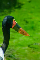 saddle-billed stork