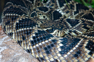 close up of a snake