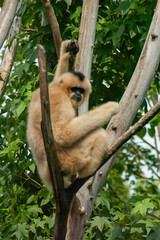 gibbon in a tree