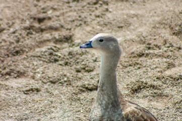blue-winged goose