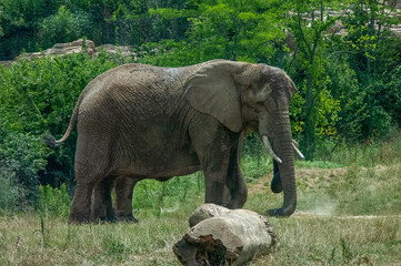 Fototapeta premium elephants in the zoo