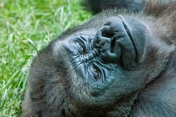 closeup of a gorilla