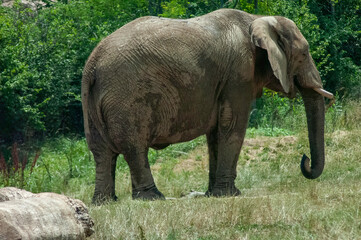 Fototapeta premium elephant in the zoo