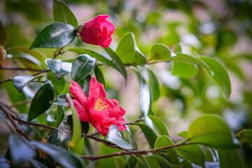 Sasanqua Camelia blooming in Osaka Park.