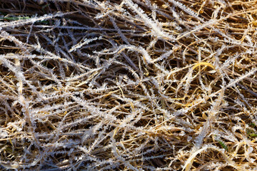 Close-up of grass covered with frost is depicted. The grass is dry, yellowish-brown in color, the stems are intertwined. The frost is white, crystalline, densely covers the grass, creating a contrast 