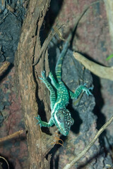 lizard on a tree