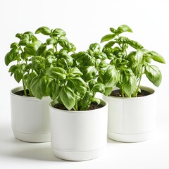 Naklejka premium Basil Plants in White Pots