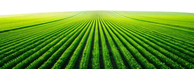Fototapete Grün A vast field with rows of crops appears against a transparent background.  © Duka Mer