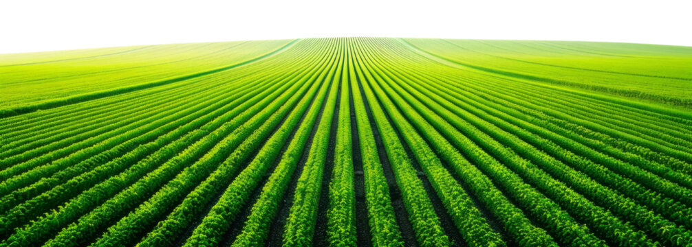 A vast field with rows of crops appears against a transparent background.