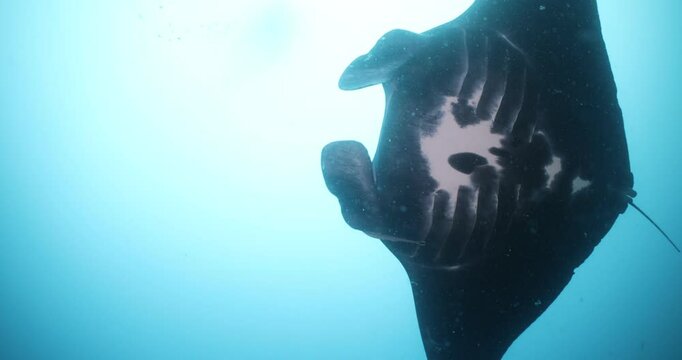WIld manta ray underwater Great Barrier Reef, ocean life