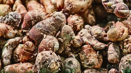 Close-up of Freshly Harvested Galangal Roots Displaying Textured Surfaces