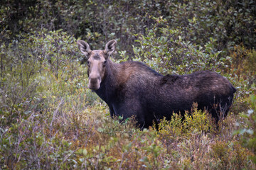Fototapeta premium Cow moose Alces alces in Algonquin Provincial Park Ontario Canada