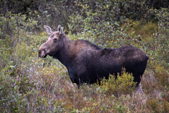 Cow moose Alces alces in Algonquin Provincial Park Ontario Canada