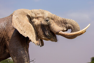Obraz premium Close up profile of an Elephant (loxodonta africana).
