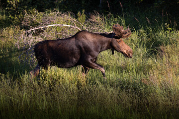 Fototapeta premium Side view of bull moose Alces alces walking with velvet antlers in Algonquin Provincial Park Ontario Canada