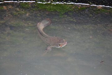 Snakehead or Channa orientalis Fish inside the water. 
Channa is a genus of predatory fish in the family channidae, native to fresh water habitats in asia. Asiatic Snakehead is a freshwater fish.
