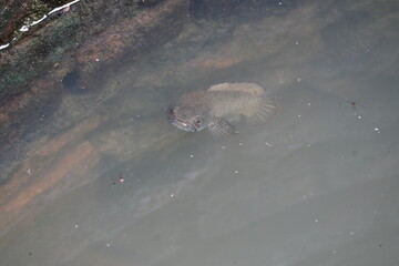 Snakehead or Channa orientalis Fish inside the water. 
Channa is a genus of predatory fish in...