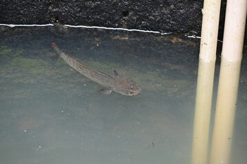 Snakehead or Channa orientalis Fish inside the water. 
Channa is a genus of predatory fish in the family channidae, native to fresh water habitats in asia. Asiatic Snakehead is a freshwater fish.
