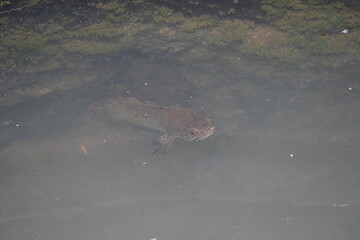 Snakehead or Channa orientalis Fish inside the water. 
Channa is a genus of predatory fish in the family channidae, native to fresh water habitats in asia. Asiatic Snakehead is a freshwater fish.
