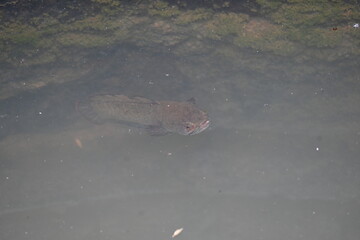 Snakehead or Channa orientalis Fish inside the water. 
Channa is a genus of predatory fish in the family channidae, native to fresh water habitats in asia. Asiatic Snakehead is a freshwater fish.
