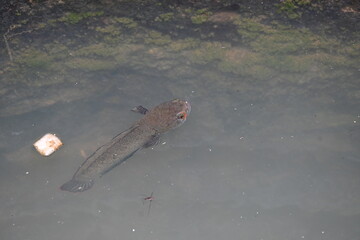 Snakehead or Channa orientalis Fish inside the water. 
Channa is a genus of predatory fish in the family channidae, native to fresh water habitats in asia. Asiatic Snakehead is a freshwater fish.
