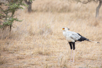 Secretary bird (Sagittarius serpentarius), Kenya.	