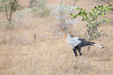 Secretary bird (Sagittarius serpentarius), Kenya.	