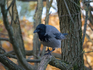 portrait of a crow on a tree in an autumn