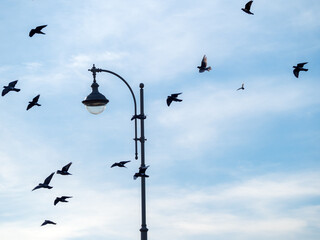 Obraz premium flock of pigeons in flight