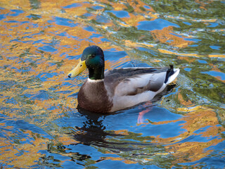 duck in water