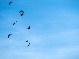 pigeons in flight