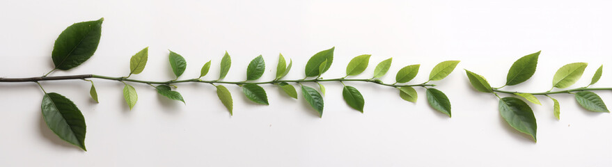 Obraz premium Serene Green Vine Nature's Elegant Line of Lush Leaves