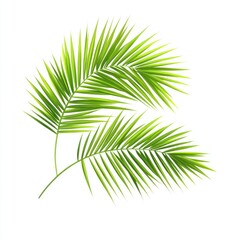 Obraz premium Tropical Palm Leaves Against White