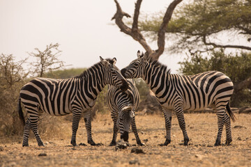Three Zebras (Equus quagga) near a waterhole. Kenya.	