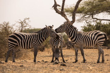 Three Zebras (Equus quagga) near a waterhole. Kenya.	