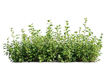 A patch of green grass isolated on a transparent background. Useful for adding realistic ground...