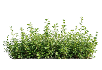 A patch of green grass isolated on a transparent background. Useful for adding realistic ground cover to designs, architectural renderings, or landscape visualizations