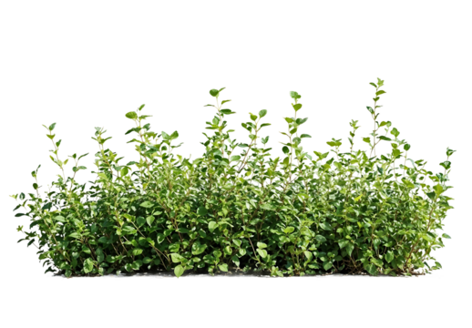 A patch of green grass isolated on a transparent background. Useful for adding realistic ground cover to designs, architectural renderings, or landscape visualizations