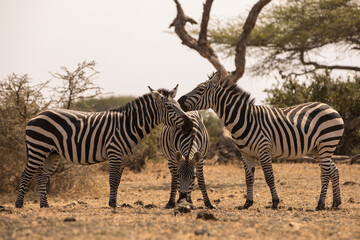Three Zebras (Equus quagga) near a waterhole. Kenya.	