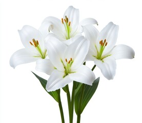 Fototapeta premium Close up of four pristine white lilies against a stark white background. The lilies are in full bloom, showcasing delicate details and vibrant green