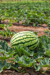 A picture of a fresh watermelon growing on a plantation